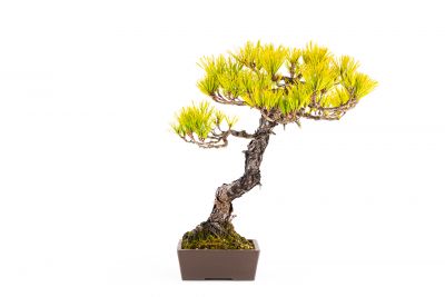  Pinus thunbergii n°4