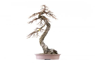 Larix decidua n°22