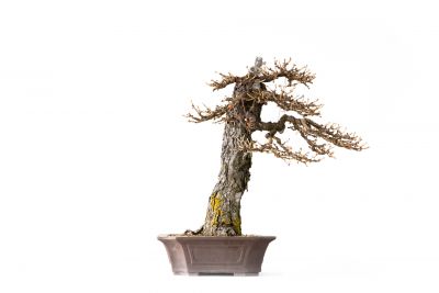 Larix decidua n°24