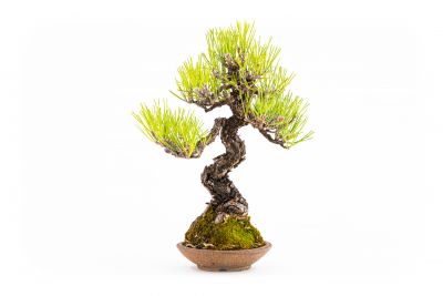 Pinus thunbergii n°6