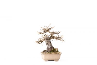  Larix decidua n°27