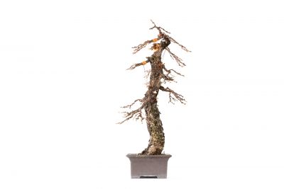 Larix decidua n°26