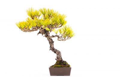  Pinus thunbergii n°4