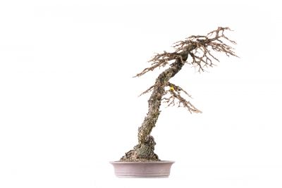  Larix decidua n°22