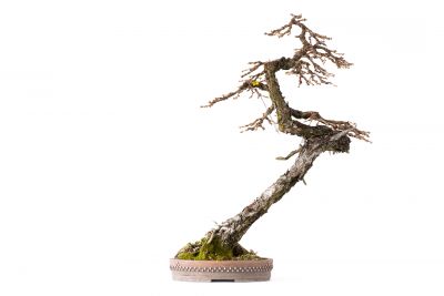 Larix decidua n°20