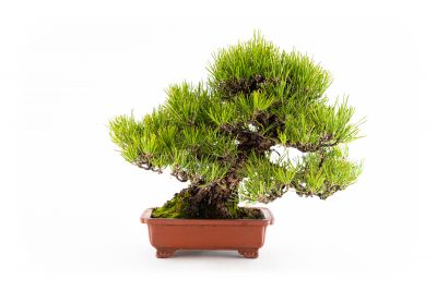 Pinus thunbergii n°5