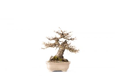 Larix decidua n°27