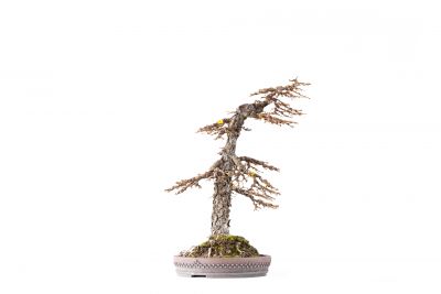 Larix decidua n°19