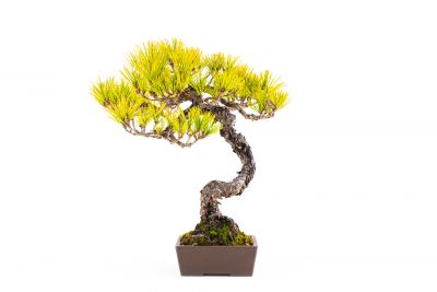  Pinus thunbergii n°4