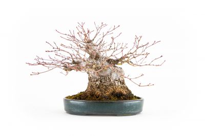  Acer palmatum n°2 