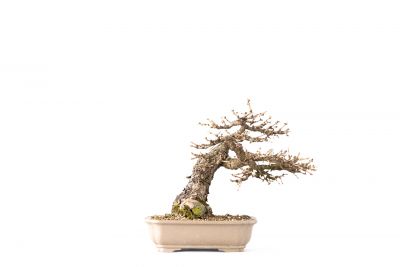 Larix decidua n°27