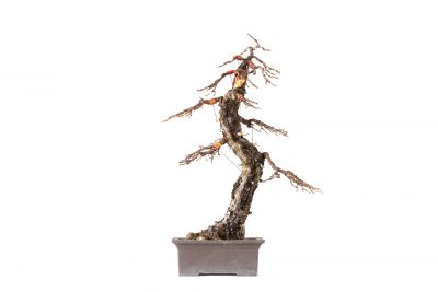 Larix decidua n°26