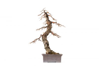 Larix decidua n°26