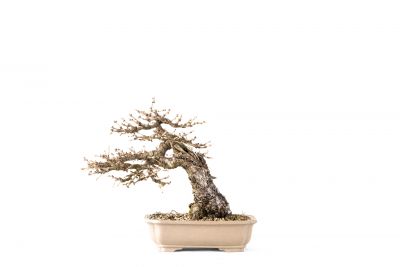 Larix decidua n°27