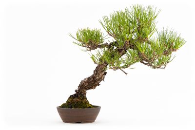  Pinus thunbergii n°7 