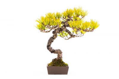  Pinus thunbergii n°4