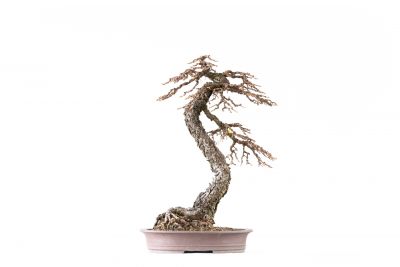 Larix decidua n°22