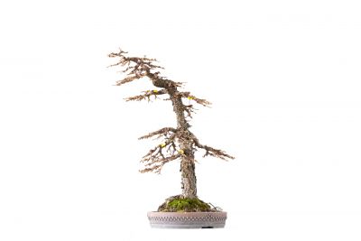 Larix decidua n°19