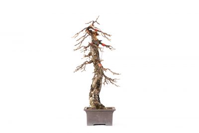 Larix decidua n°26