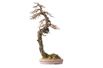 Larix decidua n°20