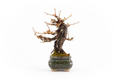 Larix decidua n°1