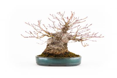  Acer palmatum n°2 