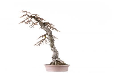 Larix decidua n°22