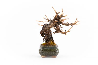 Larix decidua n°1