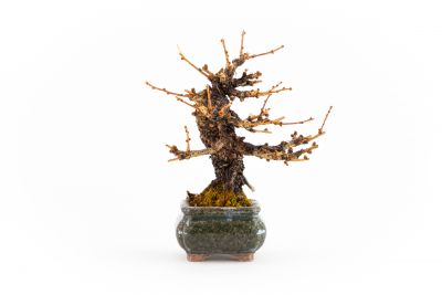 Larix decidua n°1