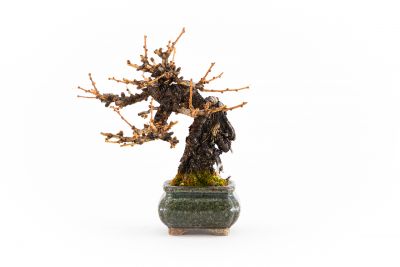 Larix decidua n°1