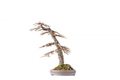 Larix decidua n°19