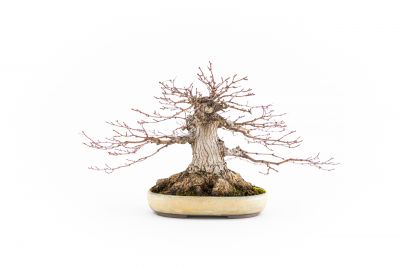 Acer palmatum n°1