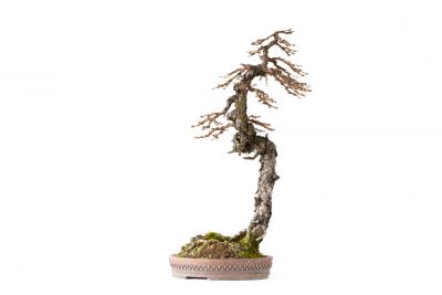 Larix decidua n°20