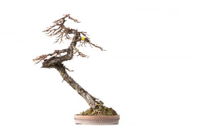 Larix decidua n°20